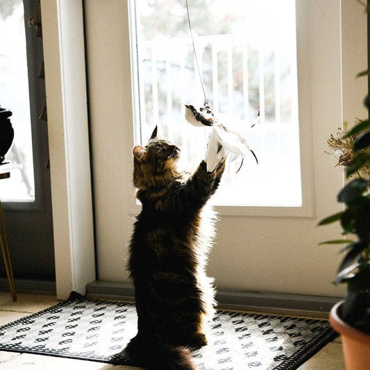 Fågelpinne – låt katten jaga som i det vilda