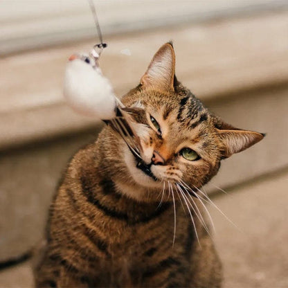 Fågelpinne – låt katten jaga som i det vilda